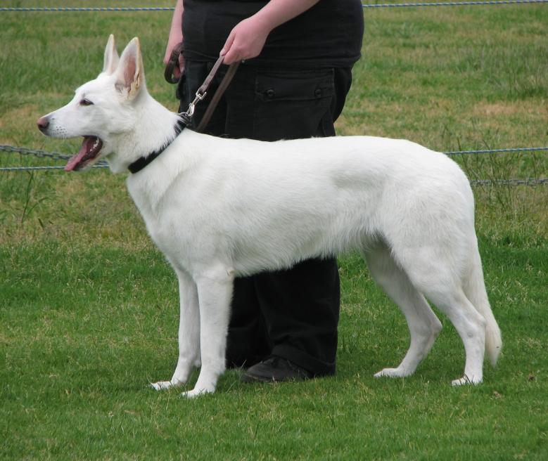 elliatshowyawning Sovereign Park Minerva (Elli)