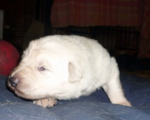 Loki fanuilos white shepherd loki 1030764 300x239 The B Litter Arrived the 3rd of June 2009