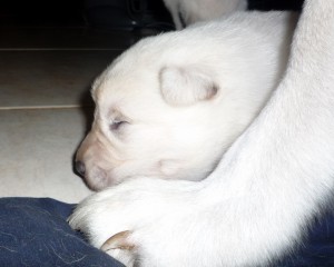 Loki fanuilos white shepherd loki 1030766 300x240 The B Litter Arrived the 3rd of June 2009