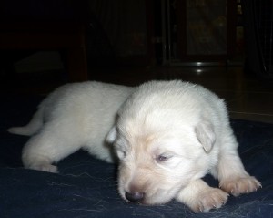 Loki fanuilos white shepherd loki 1030771 300x239 The B Litter Arrived the 3rd of June 2009