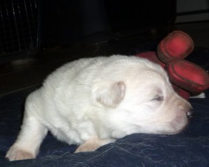 Loki fanuilos white shepherd loki 1030779 300x240 The B Litter Arrived the 3rd of June 2009