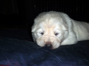 Loki fanuilos white shepherd loki 1030785 300x225 The B Litter Arrived the 3rd of June 2009