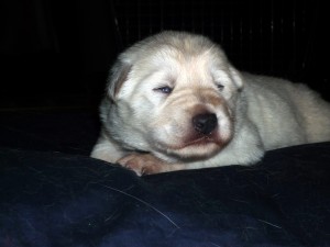 Loki fanuilos white shepherd loki 1030786 300x225 The B Litter Arrived the 3rd of June 2009