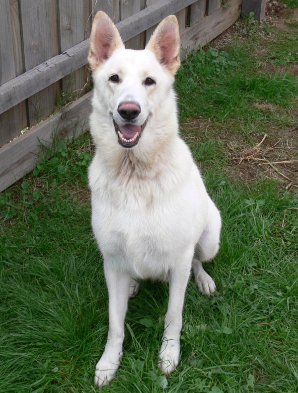  Misty has found a forever home