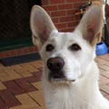 thumb 120px bonnie The Fanuilos Family   Our Dogs