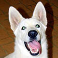 thumb 120px freyja The Fanuilos Family   Our Dogs