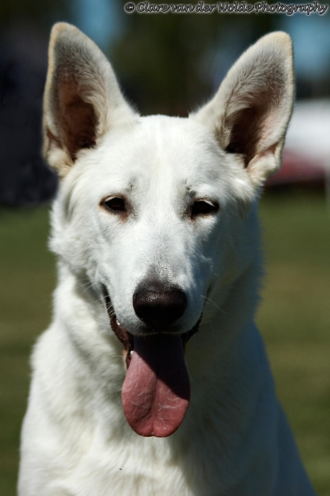 Baldr - Head shot