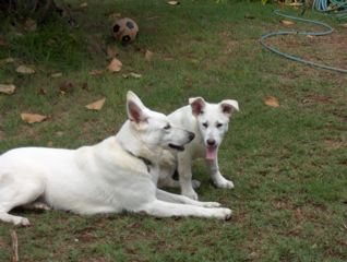 Huaka and Kuali