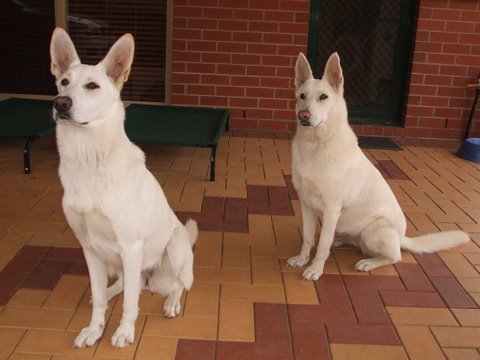 Bonnie bonniedscf4505 Fanuilos A Litter Turns One