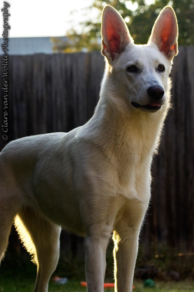 Zarah crw 5603 edit 682x1024 Fanuilos A Litter Turns One