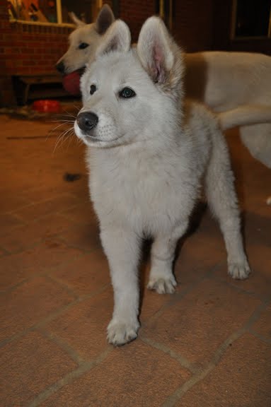 Loki at 9 weeks old
