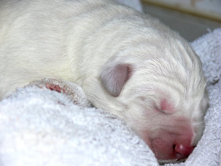 Fanuilos Hey Ladies blitter1 Welcome to the World