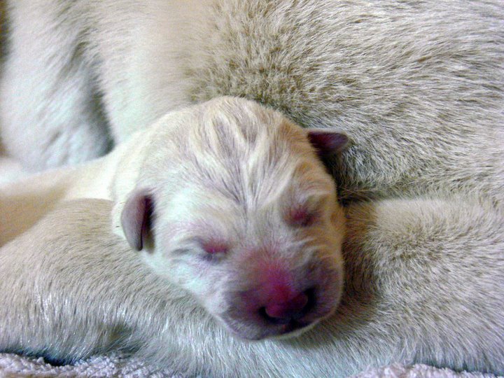 Day 1 B Litter