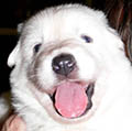 thumb 120px loki The Fanuilos Family   Our Dogs