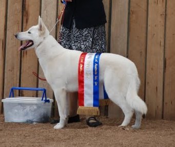 Freyja winning Best in Show