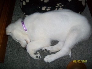 Shiloh Sleeping 100 0252 300x225 And then the house was quiet Puppies go home