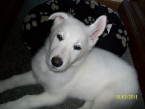 Shiloh at home 100 0256 300x225 And then the house was quiet Puppies go home