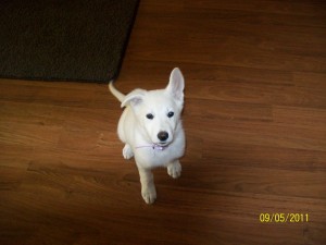 Shiloh at Home 2 100 0260 300x225 And then the house was quiet Puppies go home