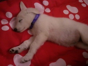 Sahki sleeping 2011 04 27 19.39.24 300x225 And then the house was quiet Puppies go home