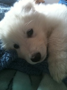 Jasper at home 3 222477 10150296290509008 506384007 9488156 1600117 n 225x300 And then the house was quiet Puppies go home
