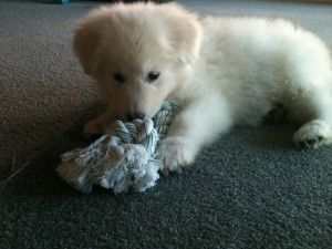 Jasper at home 229354 10150296283784008 506384007 9488085 4387781 n 300x225 And then the house was quiet Puppies go home