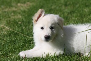 Polar at home IMG 3757 300x200 And then the house was quiet Puppies go home