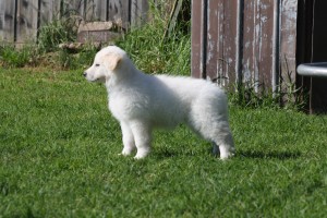 Polar standing IMG 3767 300x200 And then the house was quiet Puppies go home