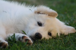 Polar at home 2 IMG 3783 300x200 And then the house was quiet Puppies go home