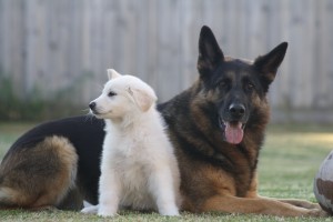 Polar and Friend IMG 3809 300x200 And then the house was quiet Puppies go home