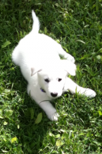 Sahki at Home IMG 53241 200x300 And then the house was quiet Puppies go home