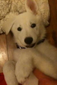 Sahki IMG 91271 200x300 And then the house was quiet Puppies go home