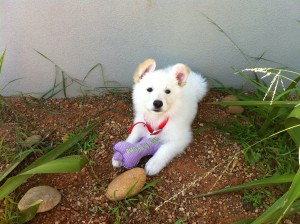 Mojo at home MOJOOOO 300x224 And then the house was quiet Puppies go home