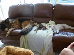Shen at home with Wolf and Shaka Shen@home 1 300x225 And then the house was quiet Puppies go home
