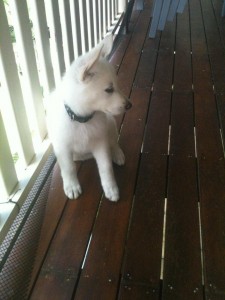 Eisbar photo2 225x300 And then the house was quiet Puppies go home
